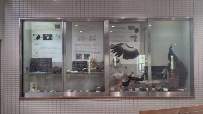 現在の熱帯鳥類館内のガラス展示