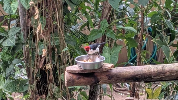 給餌中のノドグロコウカンチョウ