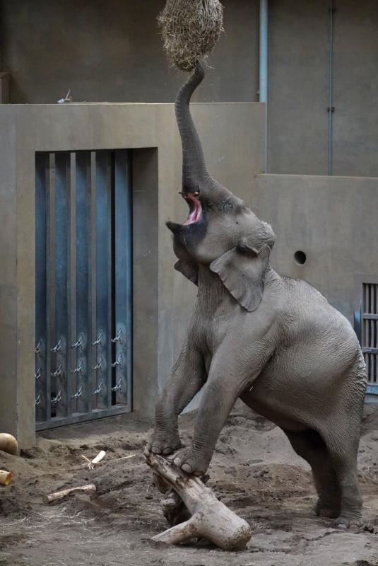 ネットに吊るされた乾草を食べているアジアゾウ