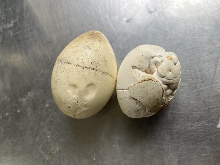 ボロボロになった偽卵