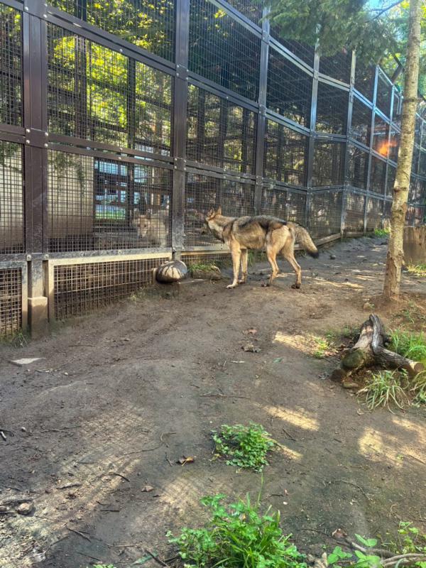 お互いを見つめるオオカミ