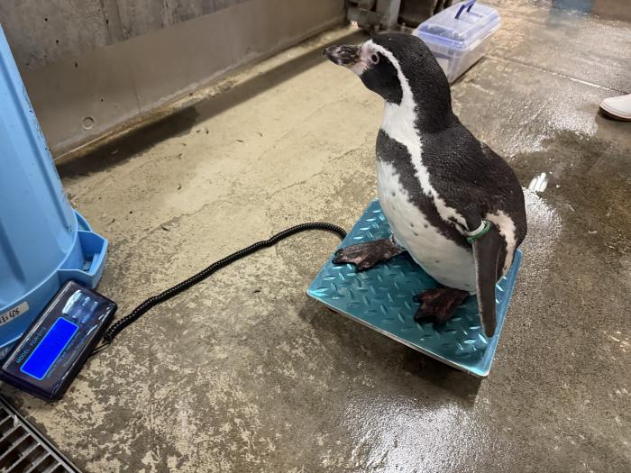 ペンギンの体重測定