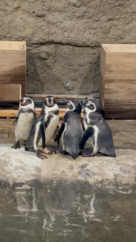 ペンギンが集まっている様子