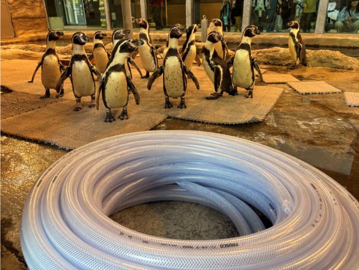 ご寄付いただいたブレードホースとフンボルトペンギン