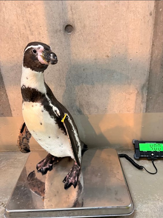 ご寄付いただいた体重計に乗るフンボルトペンギン