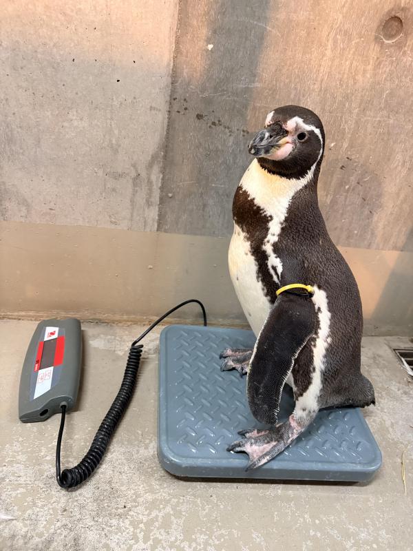 健康管理のために体重計に乗るフンボルトペンギン