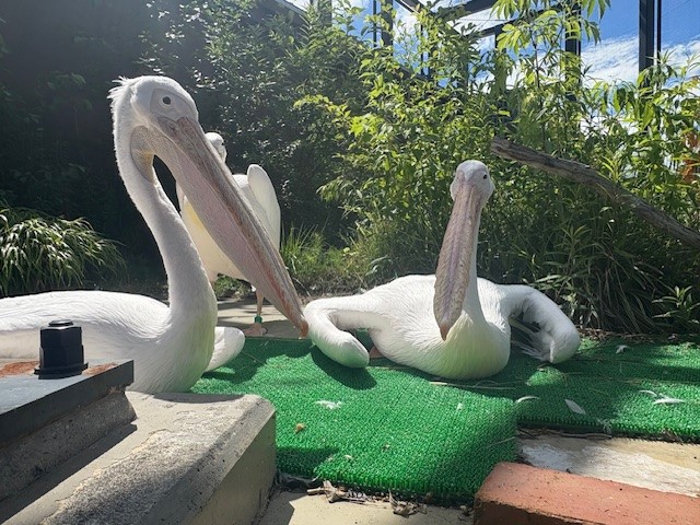 ペリカンの写真