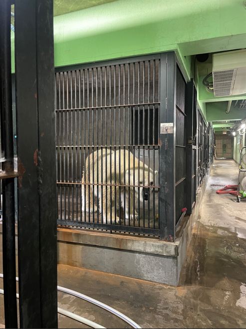 獣舎でくつろぐホッキョクグマ