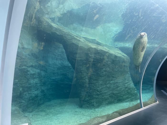 アザラシプール