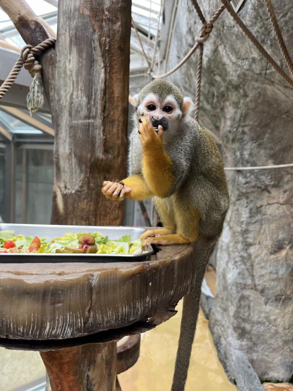 餌を食べるリスザル