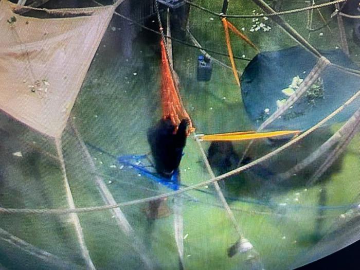 ロープネットを使っているチンパンジー