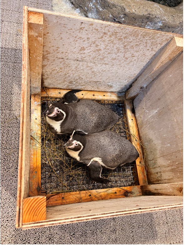 清掃が終わるのを巣箱で待つ海次と白白ペア