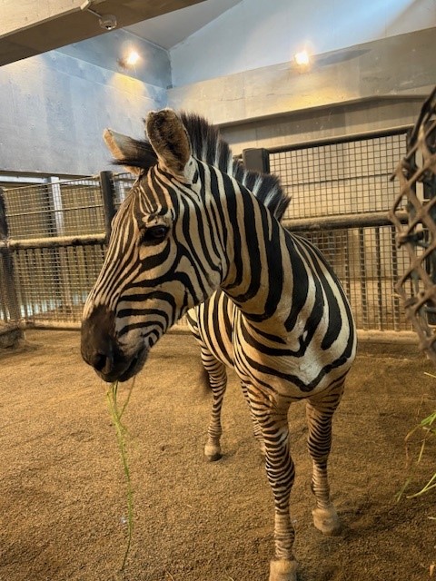 シマウマの写真