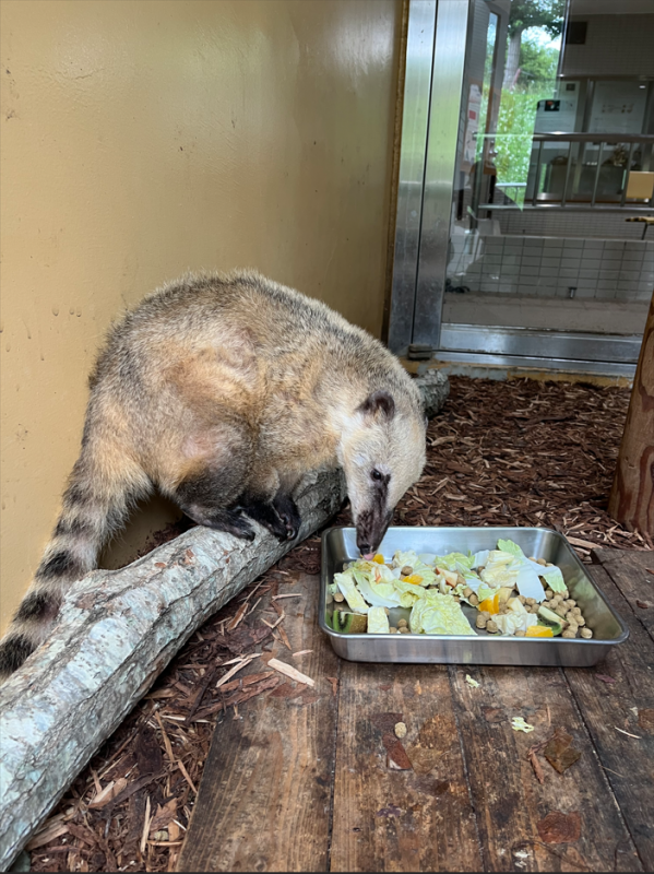 食事をするアカハナグマ