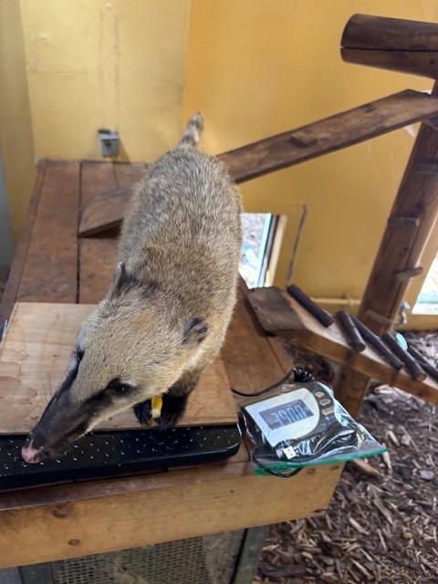 アカハナグマ体重測定2