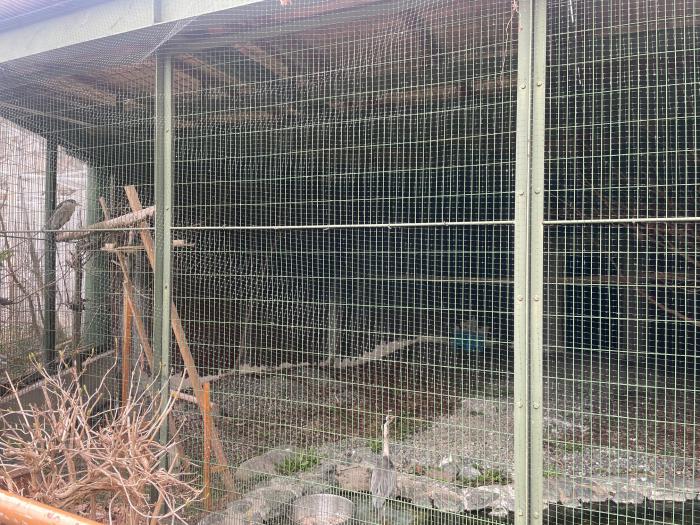 総合水鳥舎で飼育しているゴイサギ