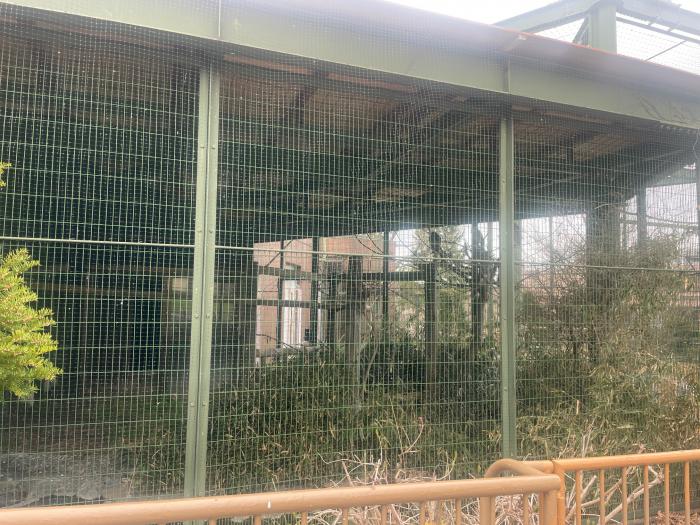 総合水鳥舎で飼育しているアオサギ