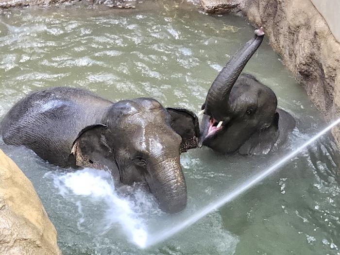 プールで遊ぶアジアゾウ