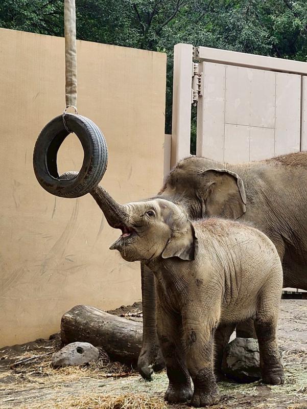 スリングベルトの使用用途2