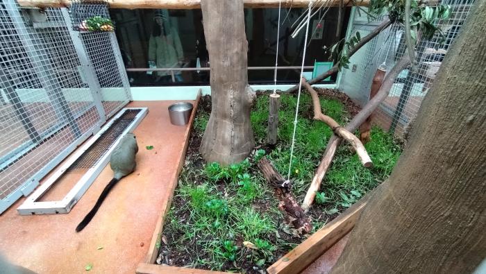 モンキーハウス屋内の植栽