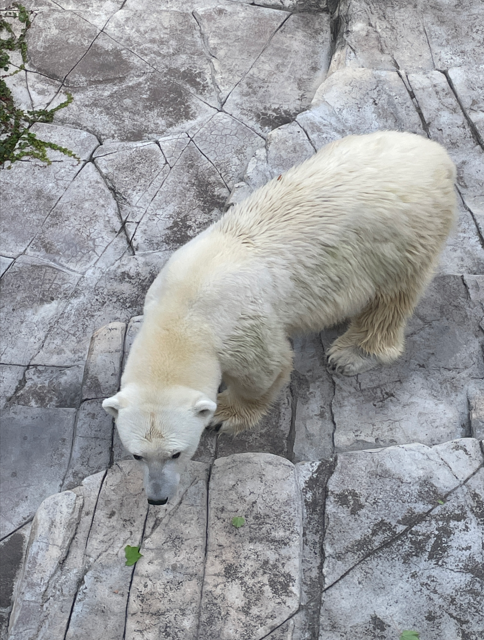 上から見たホッキョクグマの様子