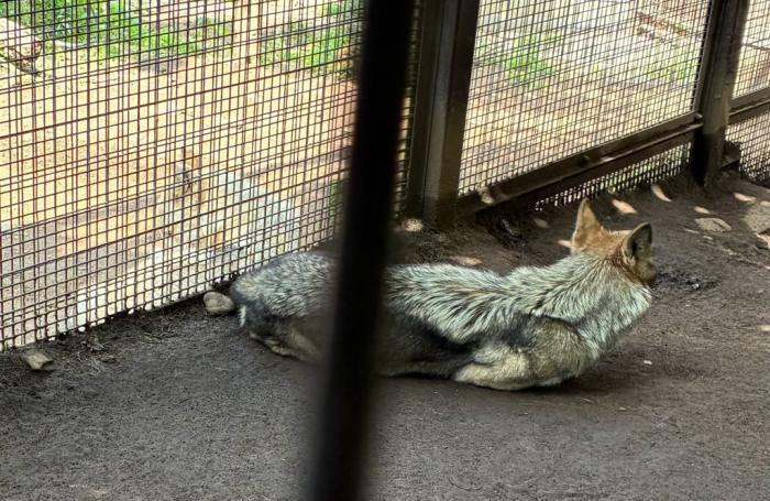 獣舎でくつろぐオオカミ