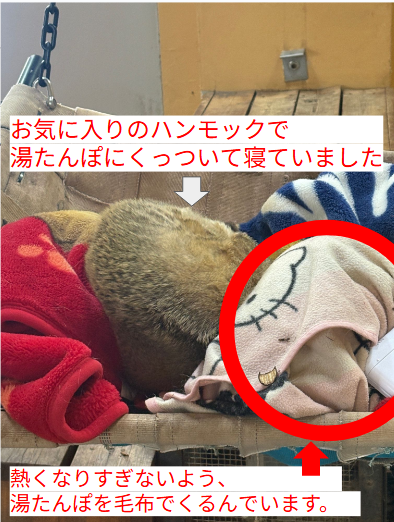 アカハナグマ湯たんぽ