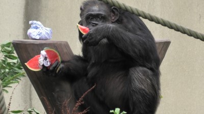 動物敬老の日チンパンジーへの特別給餌