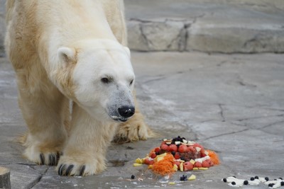 動物敬老の日ホッキョクグマケーキ