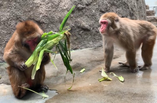 とうもろこしを食べるニホンザルとそれを見るニホンザル