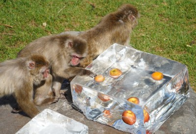 果物入りの氷に興味津々のニホンザル