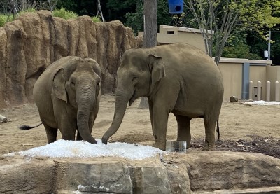 氷で遊ぶアジアゾウ