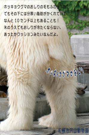ホッキョクグマのステッカー
