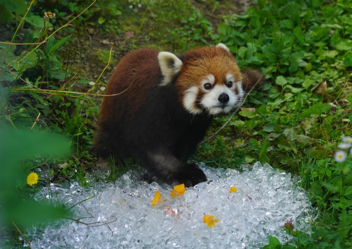レッサーパンダ