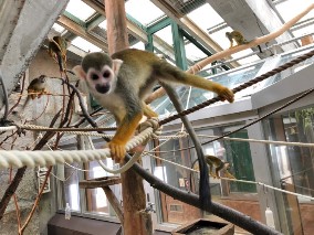 リスザルの様子1