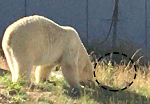 ホッキョクグマ館の苗木