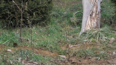 チンパンジー館の新しい植栽