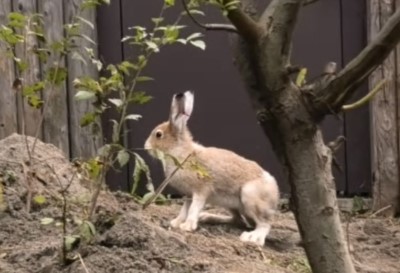 エゾユキウサギ