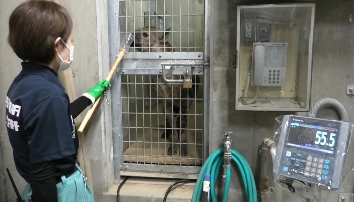 ハイエナの体重を計測しているところ