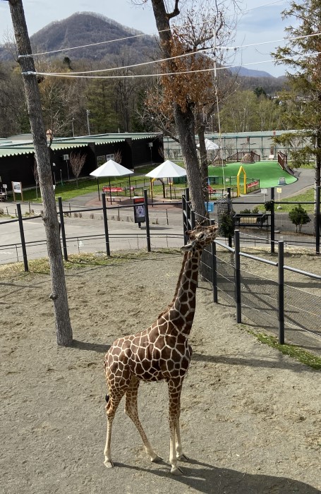 キリン「テンスケ」が新しい草架を使用する様子1