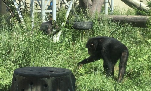 チンパンジー植栽3