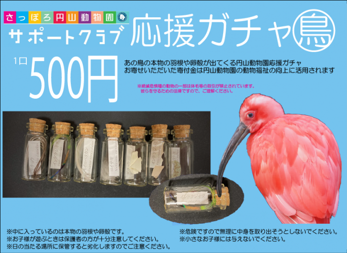 鳥ガチャを開催します