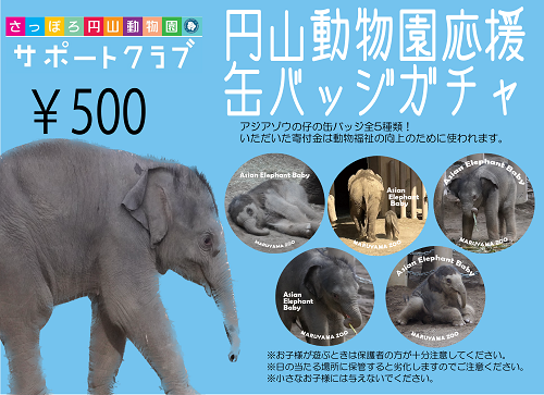 円山動物園応援ガチャを設置します