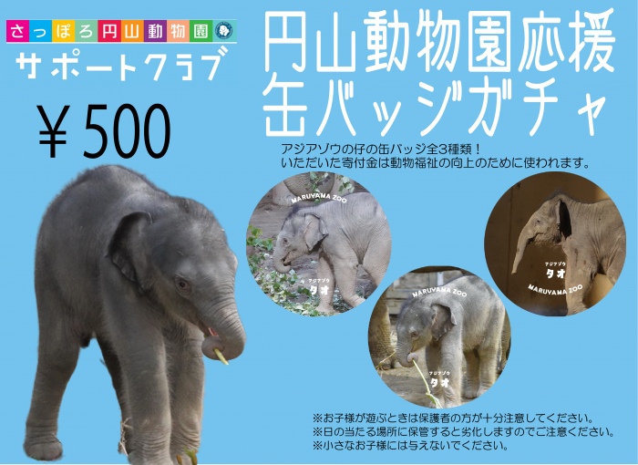 円山動物園応援缶バッジガチャを設置しています