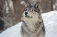 シンリンオオカミ