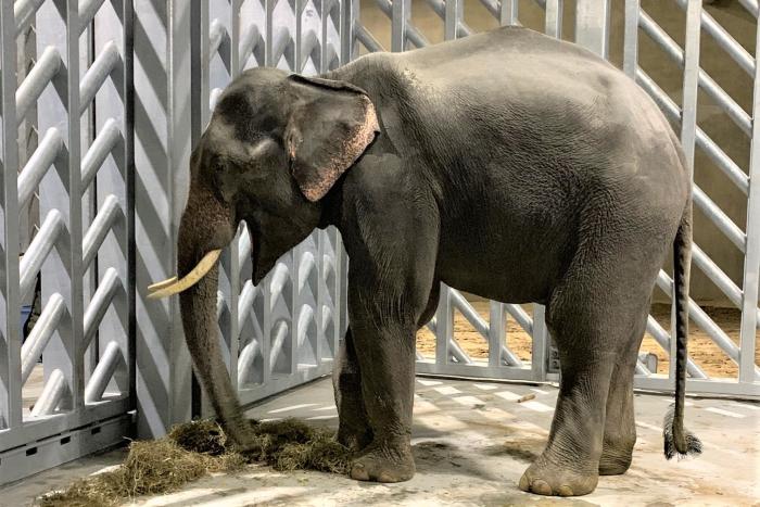 アジアゾウ来園2