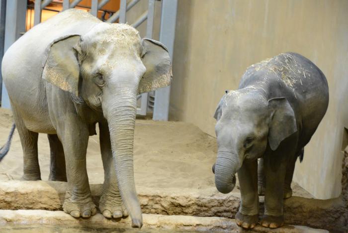 動物園 円山 交通のご案内／札幌市円山動物園