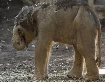 アジアゾウの仔