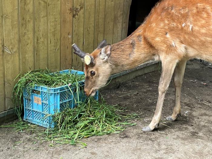 8月2日麻酔下処置後のメグムの様子