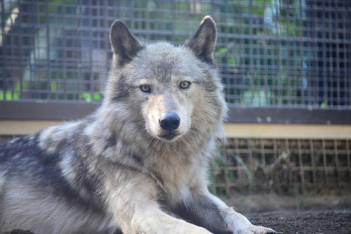 シンリンオオカミの ショウ が鹿児島市平川動物公園に転出します 札幌市円山動物園